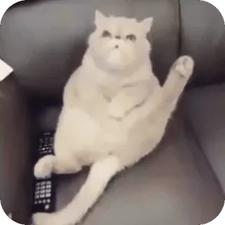 🤩 c4f4a7b5 kucing, hewan, peliharaan, lucu, imut, fleksibel telegram sticker