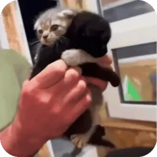 🤩 cbd6cd92 anak kucing, kucing, hewan peliharaan, hewan, lucu, domestik, pelukan, cinta telegram sticker