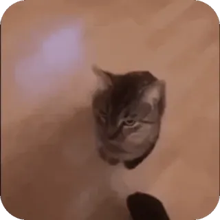 🤩 d28f659a kucing, hewan, hewan peliharaan, kucing domestik telegram sticker