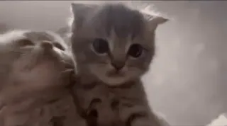 🤩 d2a9674e kucing, anak kucing, imut, hewan, peliharaan telegram sticker