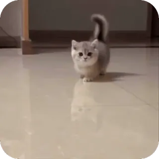 🤩 f8f6e5ae kucing, anak kucing, imut, hewan, hewan peliharaan telegram sticker