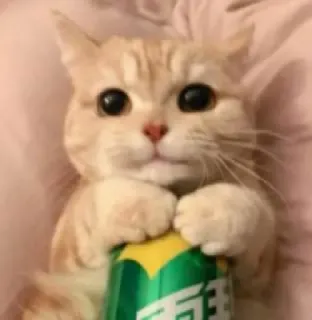 😺 144a31b6 kot, kociak, Sprite, napój, słodki telegram sticker