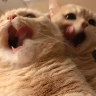 😺 2913e588 kot, lizanie, pomarańczowy, język, zwierzę, zwierzak telegram sticker
