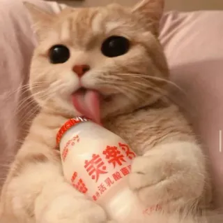 😺 35f4d500 kot, lizanie, butelka, Yakult, słodki, zwierzę telegram sticker
