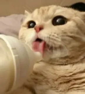 😺 3cd52180 kot, słodki, zwierzę, kociak, język, mleko telegram sticker