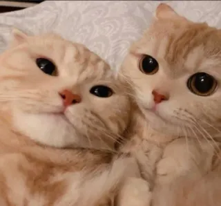 😻♡Cats Cute♡😻 telegram stickers