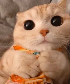 😺 6316dde6 kot, słodki, zwierzę, zwierzak, oczy telegram sticker