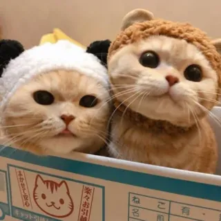 😺 683afd80 koty, zwierzęta, słodkie, zwierzaki, kocięta telegram sticker