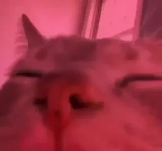 😺 7bd21761 kot, zwierzę, różowy, zwierzę domowe telegram sticker