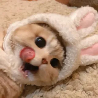 😺 884023ec kot, królik, zwierzę domowe, zwierzę, słodki telegram sticker