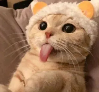 😺 a12e8164 kot, kociak, słodki, zwierzę, zwierzak, język telegram sticker