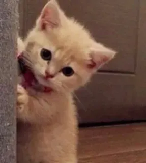 😻♡Cats Cute♡😻 telegram stickers