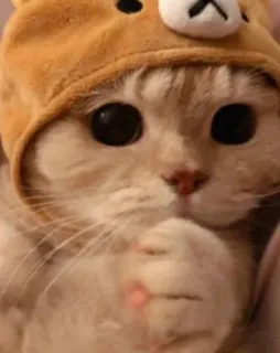 😺 ac0eec41 kot, słodki, zwierzę, czapka niedźwiedzia telegram sticker