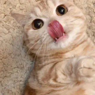 😺 b6d3e6fc kot, lizanie, słodki, zwierzę, kociak telegram sticker