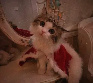 😺 dc6f3b2d kot, korona, słodki, zwierzę, zwierzę domowe, kociak telegram sticker