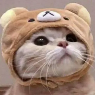 😺 f18037ed kot, zwierzę, słodki, niedźwiedź, kapelusz telegram sticker