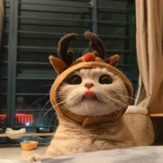 😺 f238daab kot, renifer, boże narodzenie, zwierzę, słodki telegram sticker