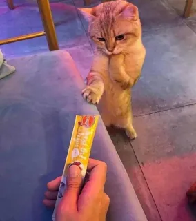 😺 fe1f4982 kot, błaganie, słodki, zwierzę domowe, zwierzę, jedzenie, przekąska telegram sticker