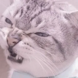 @stickerdirkje - 𝗰𝗮𝘁𝘀 ۫ whatsapp stickers