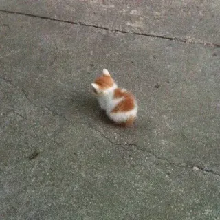 😡 009756a1 gattino, gatto, piccolo, animale, animale domestico, carino telegram sticker