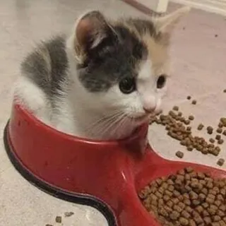 😝 0358023f gattino, gatto, animale domestico, animale, carino, ciotola cibo telegram sticker