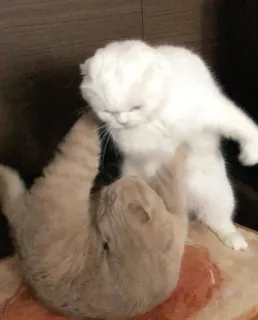 🤛 22f720de gatti, animali, animali domestici, giocando, litigare telegram sticker