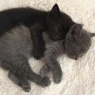 💕 236ead39 gattini, gatti, dormire, animali, animali domestici, carino, gattino nero, gattino grigio telegram sticker