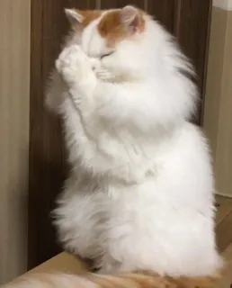 🙏 3b22bd2b gatto, gatto persiano, animale domestico, carino, soffice, animale domestico, animale telegram sticker