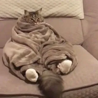 🦇 4079db7f gatto, coperta, accogliente, animale, carino, animale domestico telegram sticker