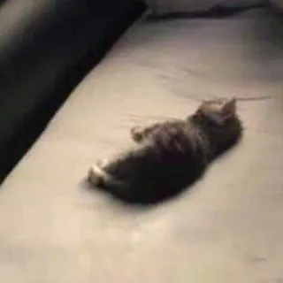 🛏 4463d79f gatto, gattino, animale, animale domestico, gatto domestico, sdraiato telegram sticker