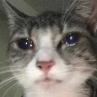😭 46831c18 sadnesssspecat gatto, triste, piangere, meme, animale, animale domestico telegram sticker