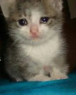 🥺 53371ebb gatto, gattino, animale, triste, piangendo, animale domestico, carino telegram sticker