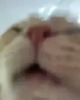 🧽 57d86abd gatto, animale, animale domestico, primo piano, naso telegram sticker