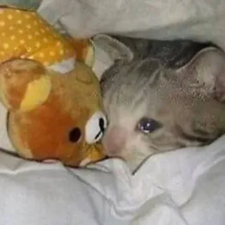 😢 5fdbef05 gatto, gattino, peluche, giocattolo, triste, carino telegram sticker