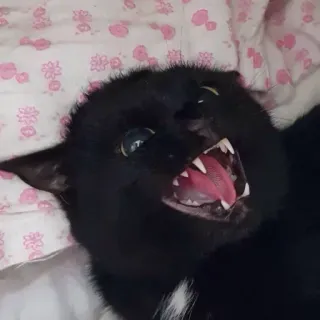 🤯 6606dec8 gatto, denti, animale, divertente, meme, arrabbiato telegram sticker