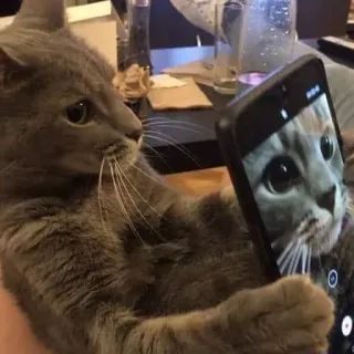 😧 66a3e2ae gatto, animale, animale domestico, telefono, selfie, gatto grigio telegram sticker