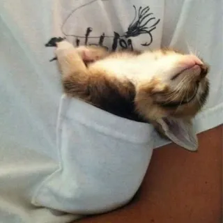 🛌 6982cad8 gattino, gatto, tasca, animale, carino, piccolo telegram sticker