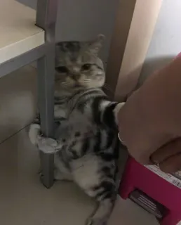 🥷 6d72c383 gatto, animale, animale domestico, divertente, carino, pole dance telegram sticker