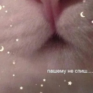 😡 7ec582ac пашему не спиш.... gatto, stelle, luna, carino, assonnato telegram sticker