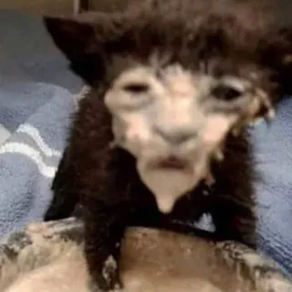 🧐 894852ad gatto, animale, gattino, divertente, meme, strano telegram sticker