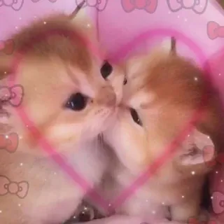 🥺 9512b5d2 gatti, bacio, amore, rosa, carino telegram sticker