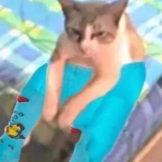 🧦 afbe5d7f gatto, animale, animale domestico, divertente, meme, umorismo telegram sticker