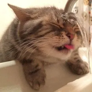 🥶 bd35b6db gatto, acqua, lingua, rubinetto, animale, bere, animale domestico telegram sticker