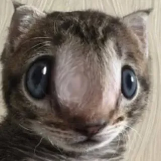 😳 bf8cd770 gatto, gattino, animale, meme, divertente, animale domestico, carino telegram sticker