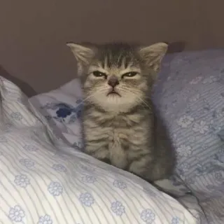 😓 caf345c7 gatto, gattino, carino, animale, animale domestico, felino, assonnato telegram sticker