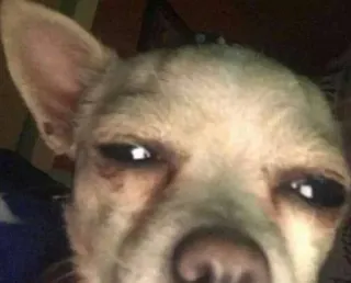 ☕️ cb9838e2 chihuahua, cane, animale domestico, animale, primo piano, ritratto, cane piccolo telegram sticker