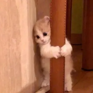 😄 d265574f gatto, gattino, carino, animale, animale domestico, adorabile telegram sticker