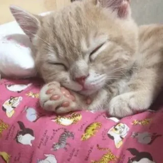 🛏 d69309b6 gatto, dormire, gattino, animale domestico, animale, domestico telegram sticker