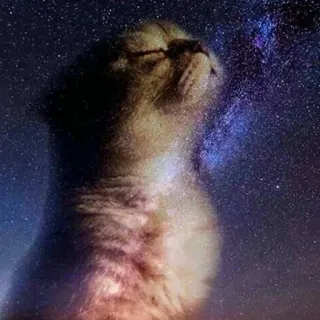 🌌 d9234880 gatto, galassia, stelle, animale, animale domestico, spazio, celeste telegram sticker