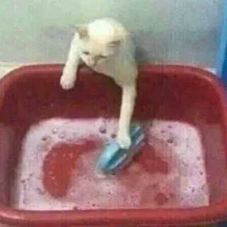 🪣 e0c032e4 gatto, pulizia, animale, divertente, animale domestico, lavaggio telegram sticker